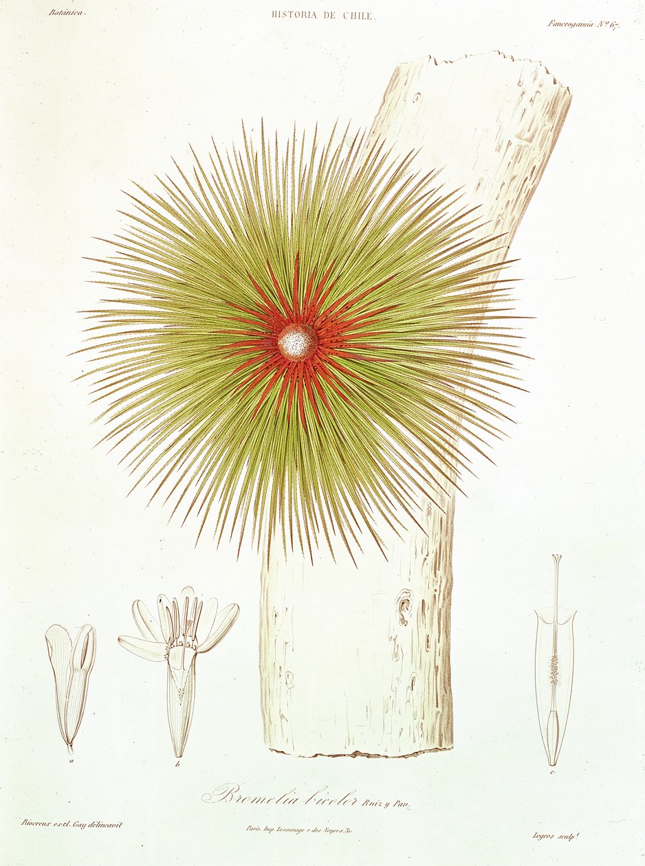 Uma bromélia encontrada nos Andes, de "Historia de Chile" de Claudio Gay, 1854 de French School