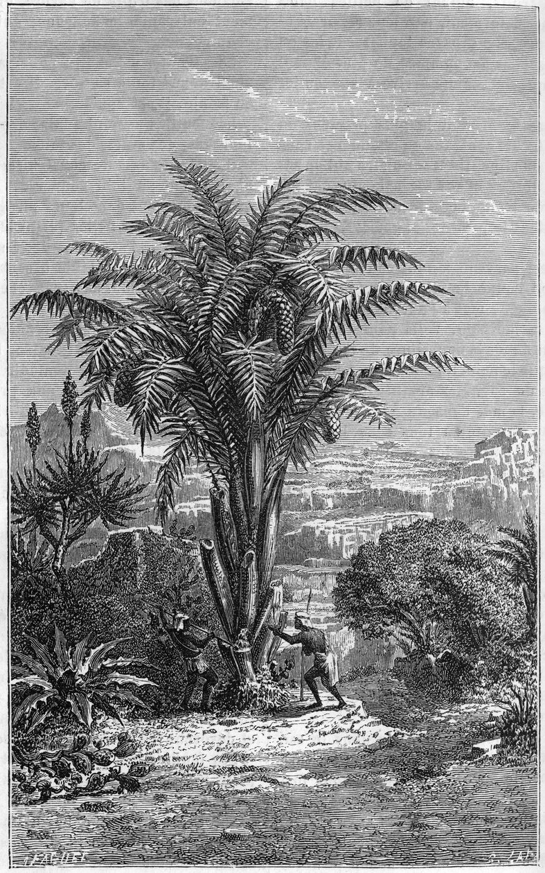 Um Gagouier da Guinee é uma palmeira da tribo dos calamares. É indispensável à vida porque dá pão e vinho aos africanos. Gravura em "le journal de la jeunesse". de French School