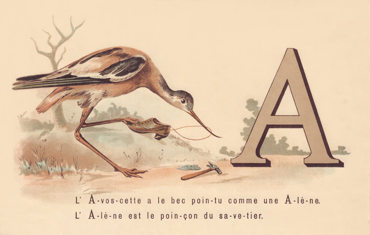 R: L&39;Avoscette tem o bico pontudo como uma Alene A Alene é a marca registrada do savetier de French School