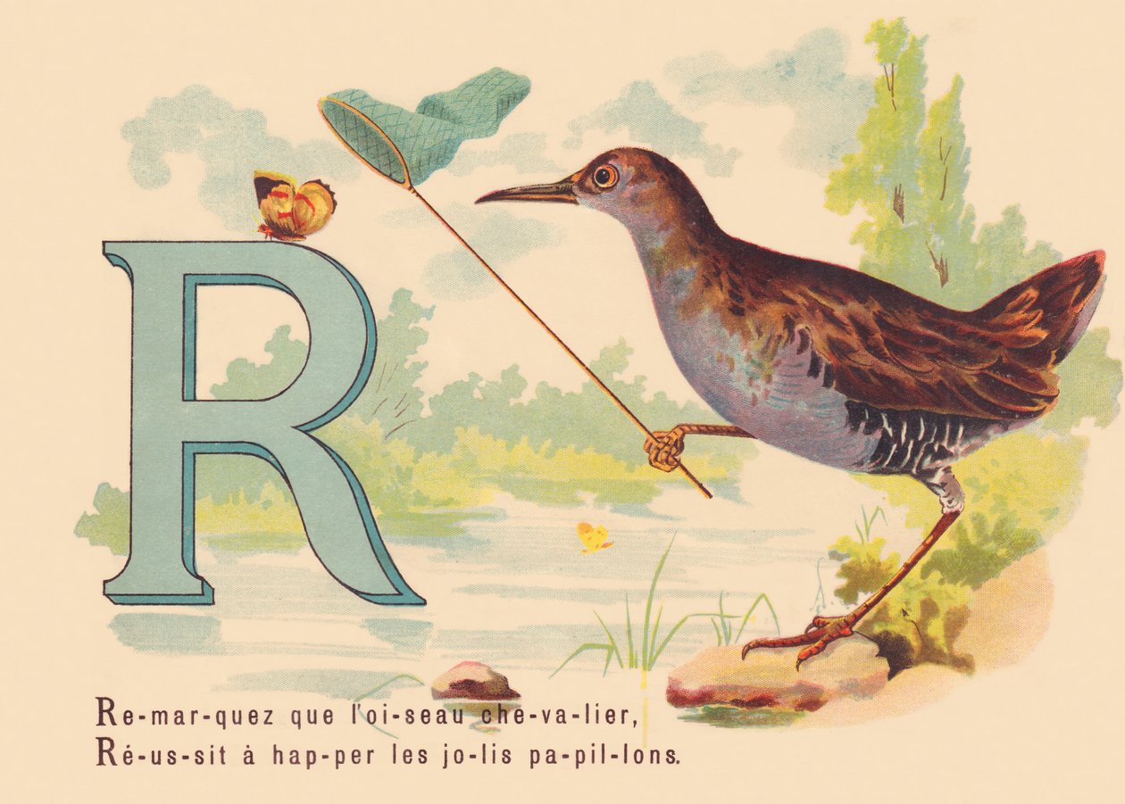 R: Repare que a ave cavaleira, Sucesso para apanhar as borboletas bonitas de French School