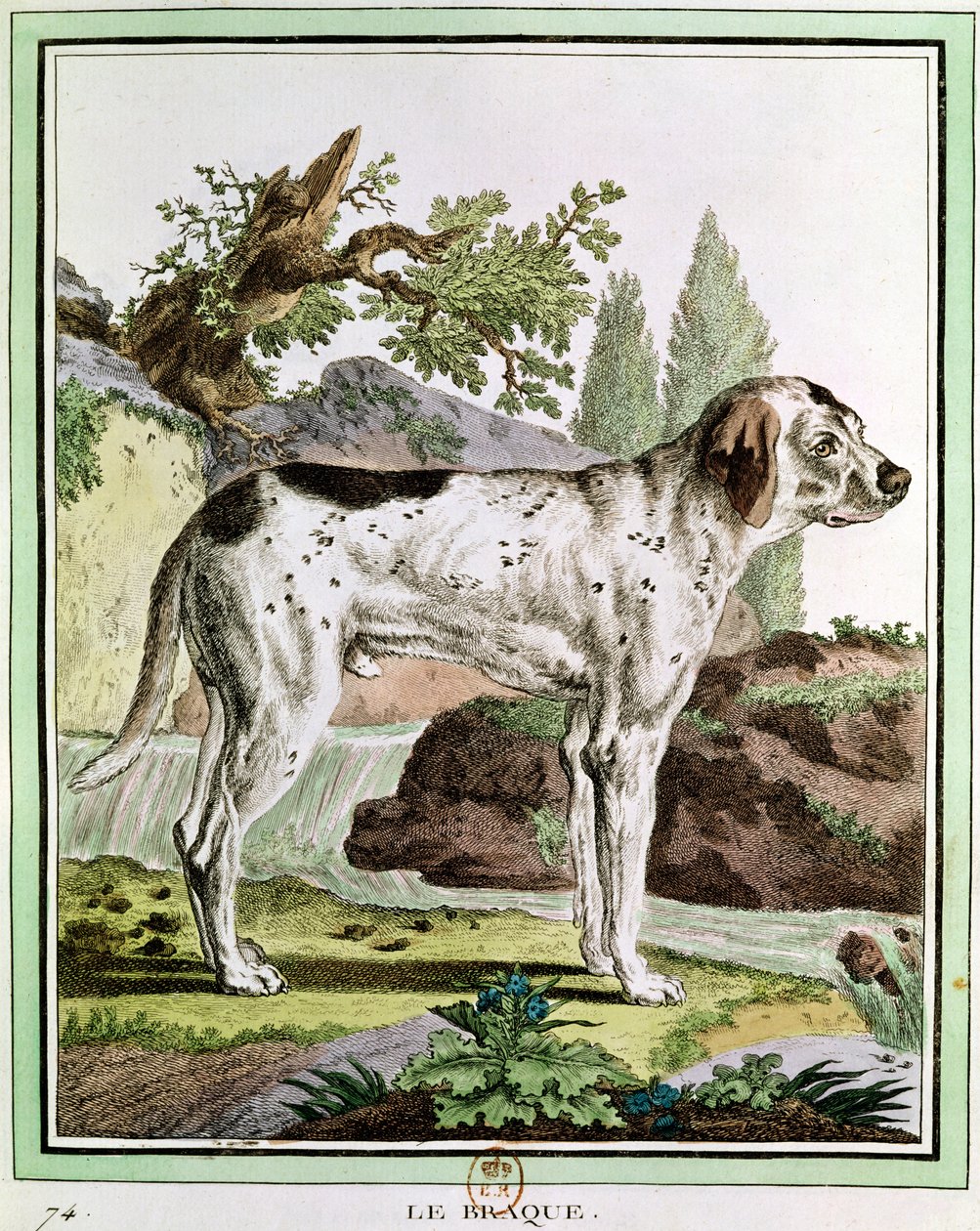 Um ponteiro, ilustração da história natural por Georges Louis Leclerc (1707-88) Conde de Buffon, 1749-1804 de French School