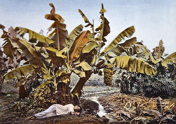Uma plantação de banana e mandioca na Nova Caledônia, no final do século XIX (cor litho) de French School