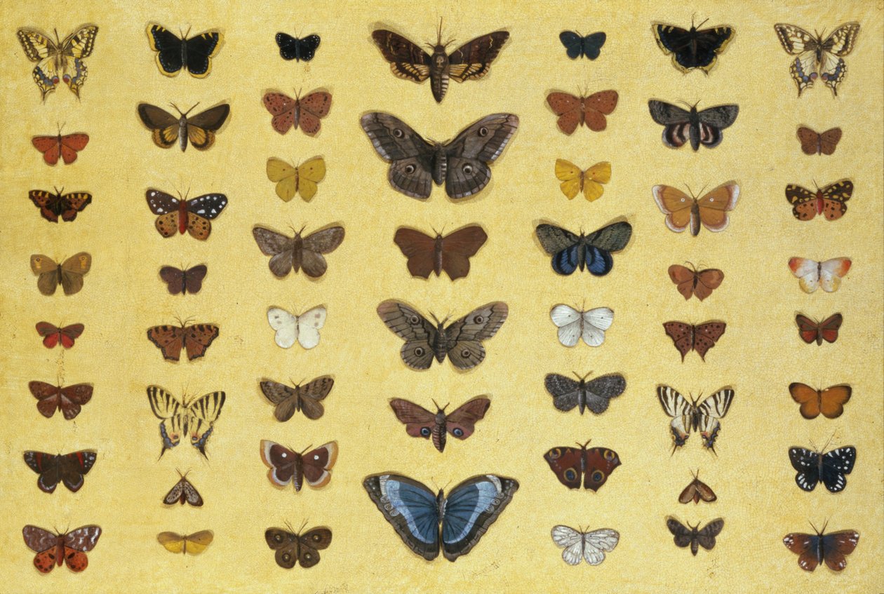 Uma colagem de borboletas e mariposas, incluindo a beleza de Camberwell, o rabo de andorinha britânico, o rabo de andorinha escasso, o pavão e a pequena concha de tartaruga, c.1830 (wc no papel) de French School