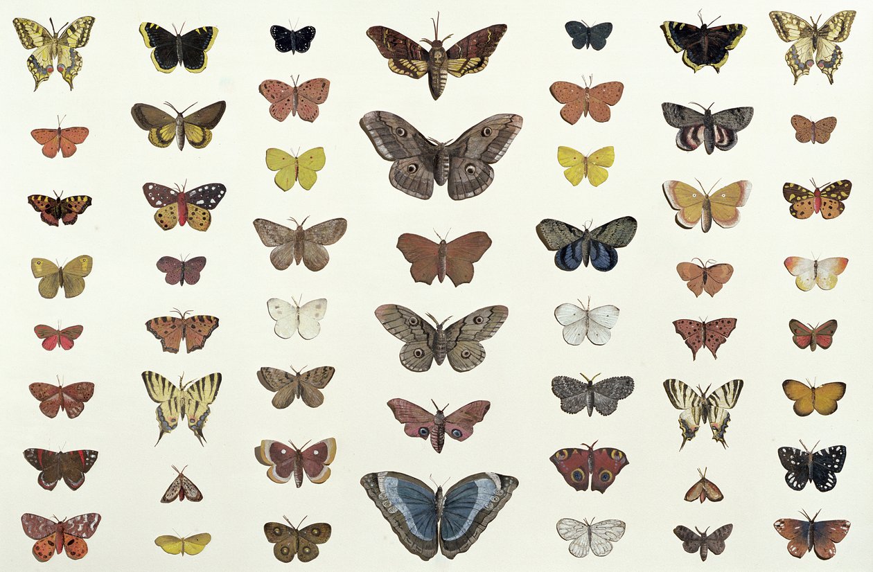 Uma colagem de borboletas e mariposas, incluindo a beleza de Camberwell, o rabo de andorinha britânico, o rabo de andorinha escasso, o pavão e a pequena concha de tartaruga, c.1830 (impressão de 104967) de French School