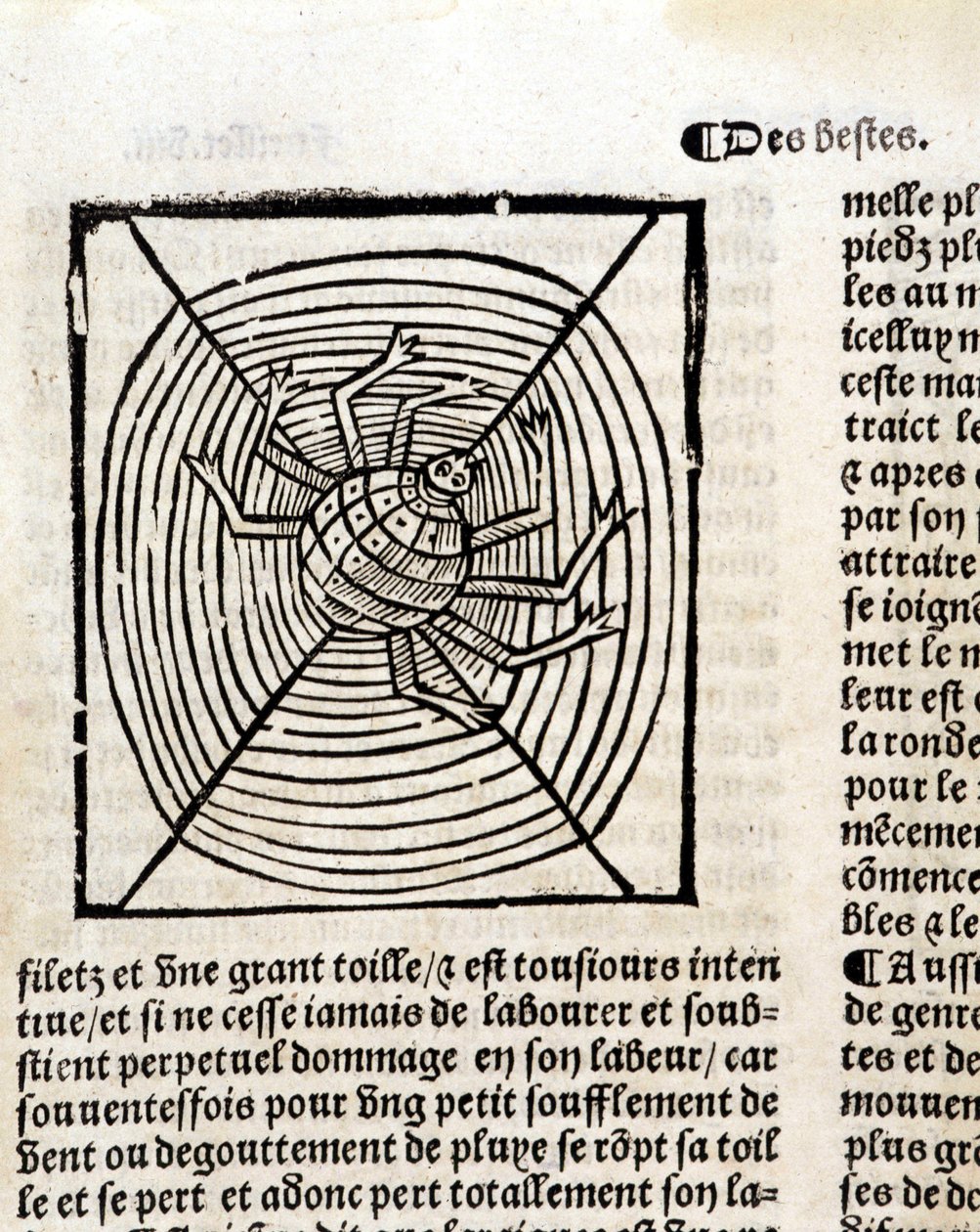 Uma aranha em sua teia no "Le Jardin de santé traduzido do latim para o francês recém-impresso em Paris". de French School
