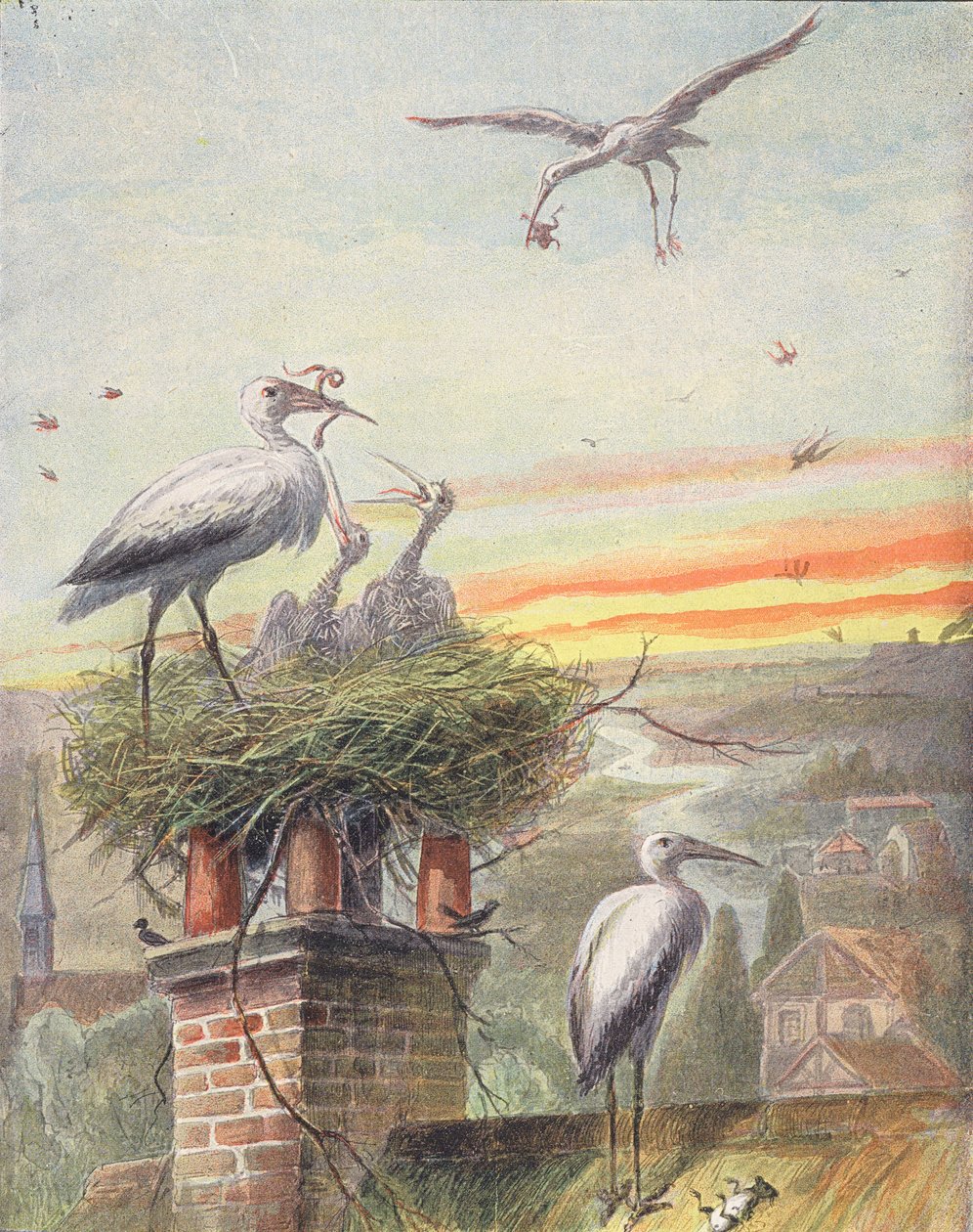 Um ninho de cegonha (litografia a cores) de French School