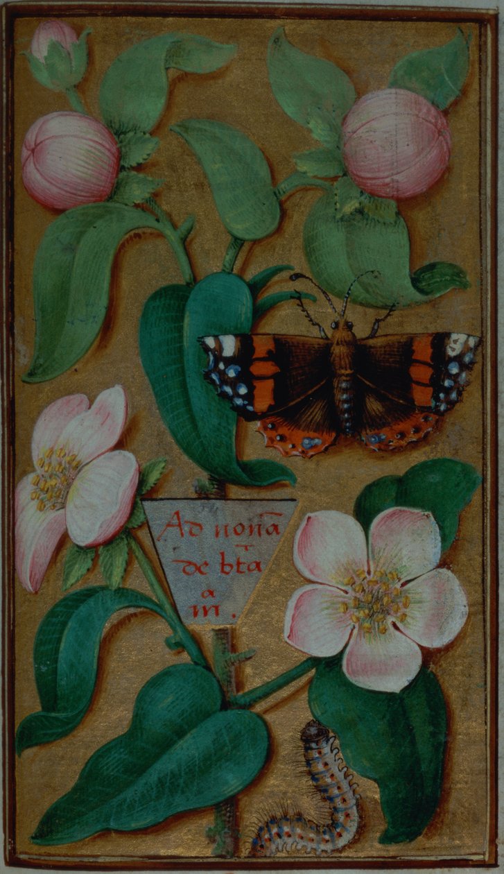 Adicionar 35214 f.67 Flores e borboletas, de um Livro de Horas, Paris de French School