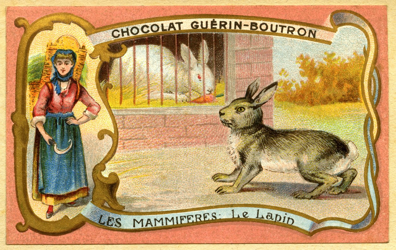 Cromolitografia de publicidade de chocolates Guerin Boutron, Mamíferos, A gaiola do coelho e selvagem, warren de French School