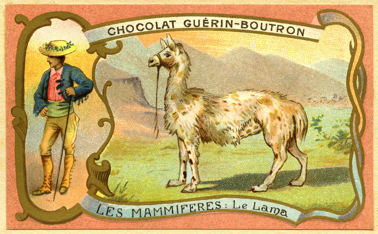 Cromolitografia publicitária de chocolates Guerin Boutron, OS MAMÍFEROS, La lama de French School