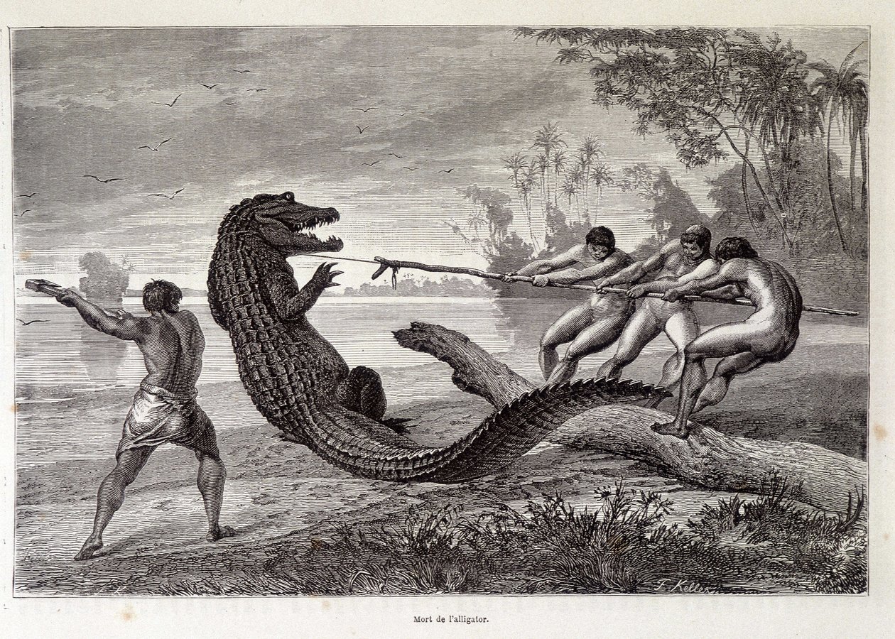 Alligator Hunt, Brasil, "Round the World" 2ª semana 1874. de French School