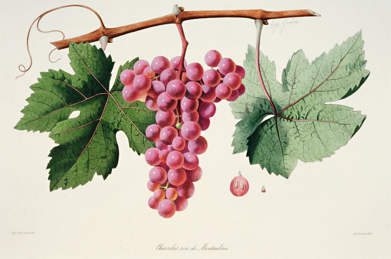 Ampelografia, Uva Chasselas Rose de Montauban Auvergne de French School