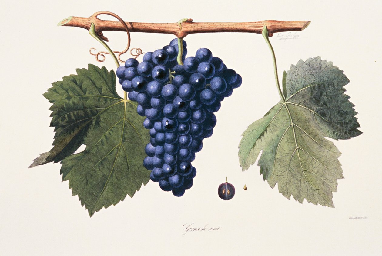 Ampelografia, Uva Grenache Cotes du Rhone de French School