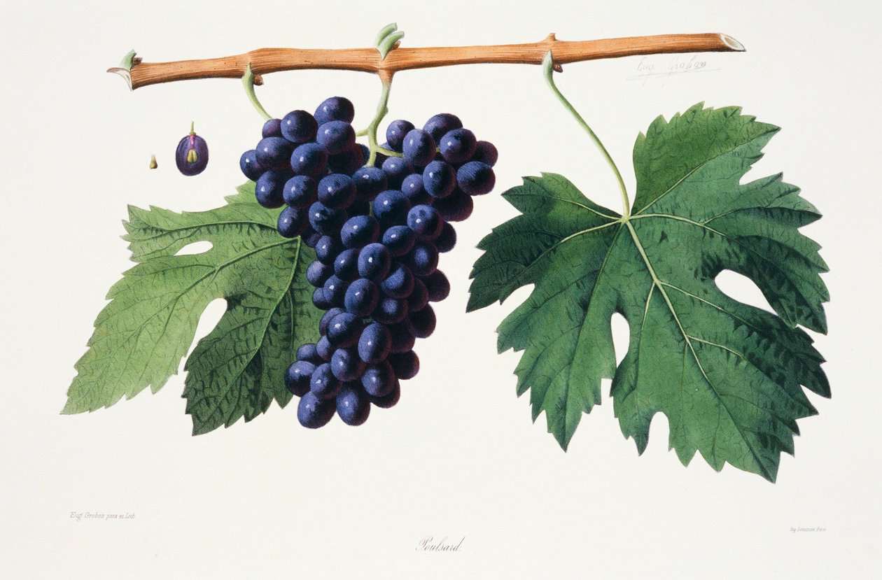 Ampelografia, Uva Poulsard Jura de French School