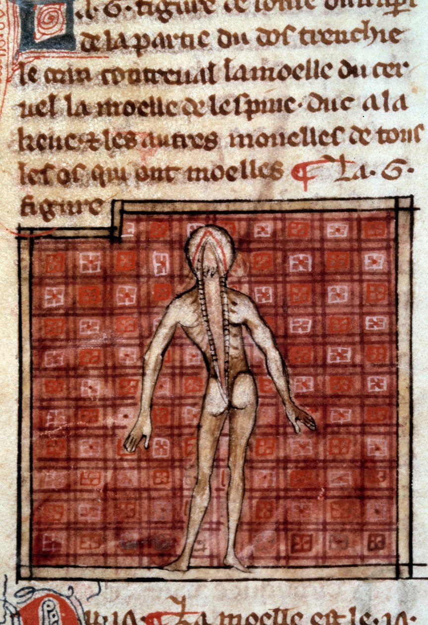 Figura anatómica: descascar, abrir as costas, mostrando o cérebro e a medula espinal. Miniatura do manuscrito "Cirurgia" (Folio 12) escrito por Henri de Mondeville (cirurgião de Philippe Le Bel professor de anatomia) de French School