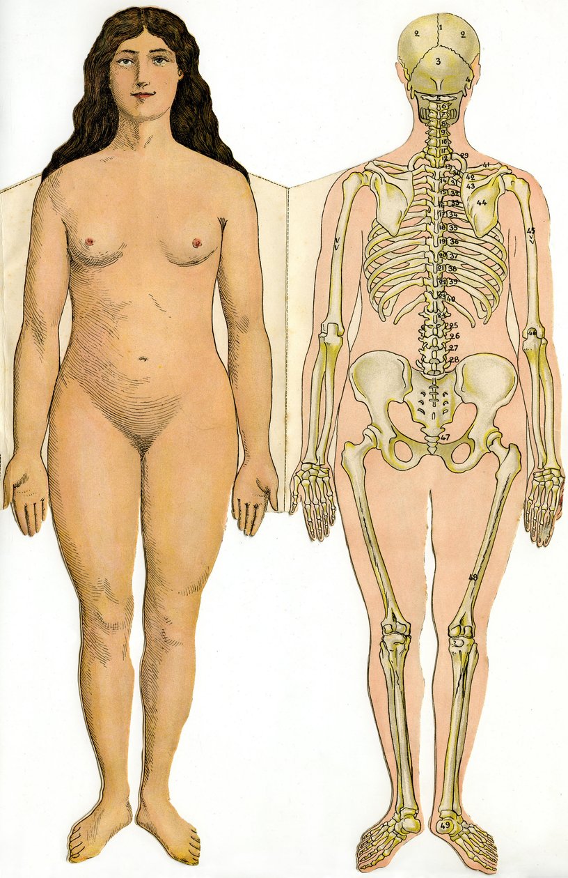 Tábua dobrável anatômica da Nova Enciclopédia Prática de Medicina e Higiene, do Dr. Rehm, Livraria Aristide Quillet 1922 - corpo humano - mulher nua e esqueleto feminino de French School