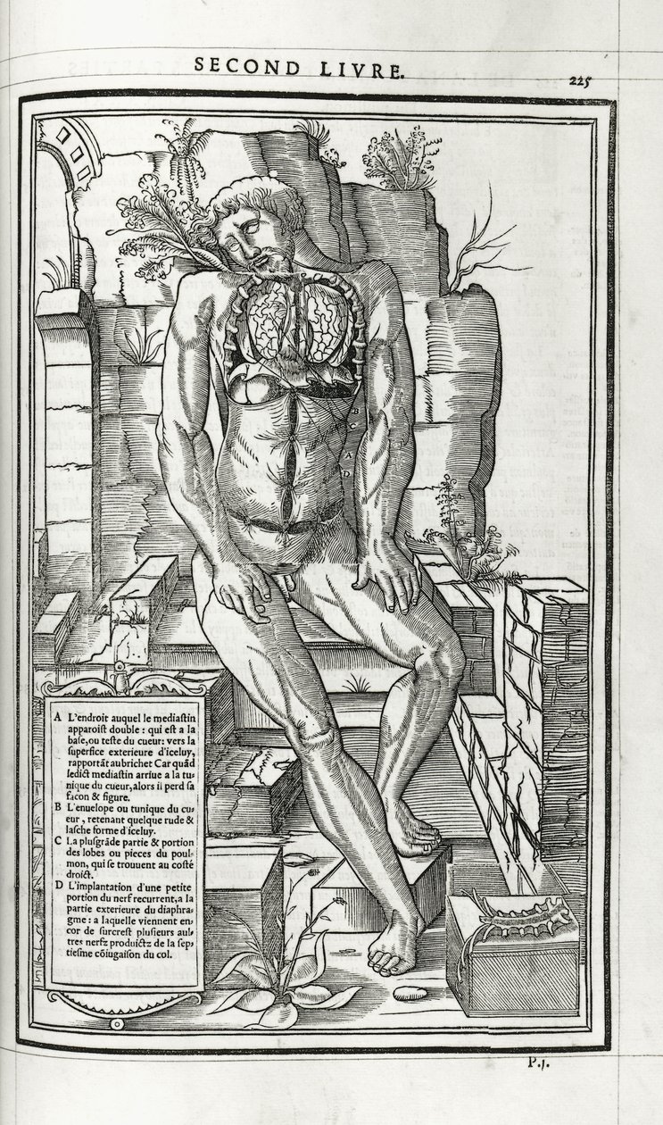 Ilustração anatômica, 1546 de French School