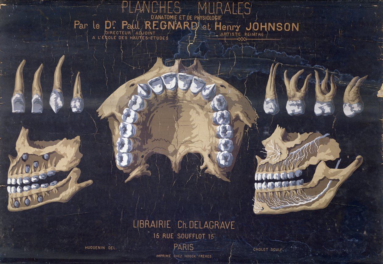 Muralha anatômica dos dentes de French School