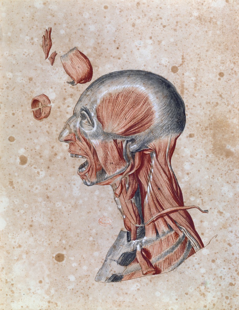 Anatomia da cabeça, desenhada por um estudante (lápis colorido sobre papel) de French School