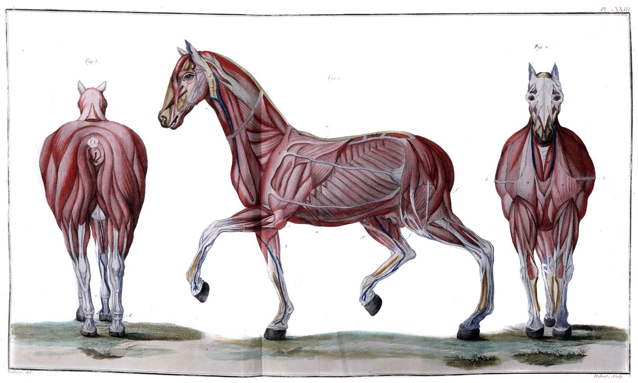 Anatomia do cavalo: casca, rosto e perfil - "Curso Hippiátrico, tratado completo de medicina equestre" de P. E Lafosse de French School