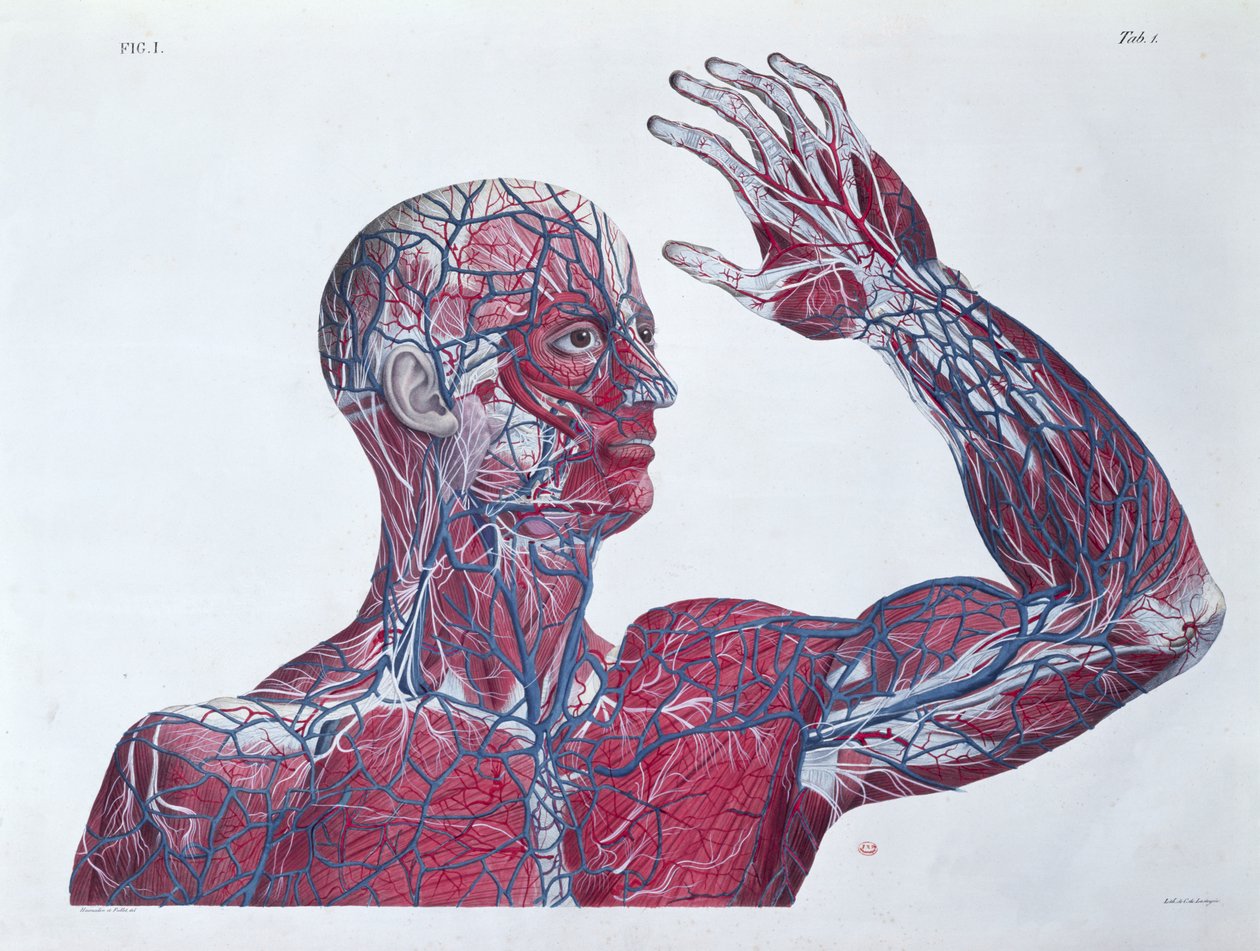 Anatomia da cabeça e do braço humano, de um livro sobre anatomia de Francesco Antommarchi (1789-1838) gravado por Mascagni, c.1820 de French School