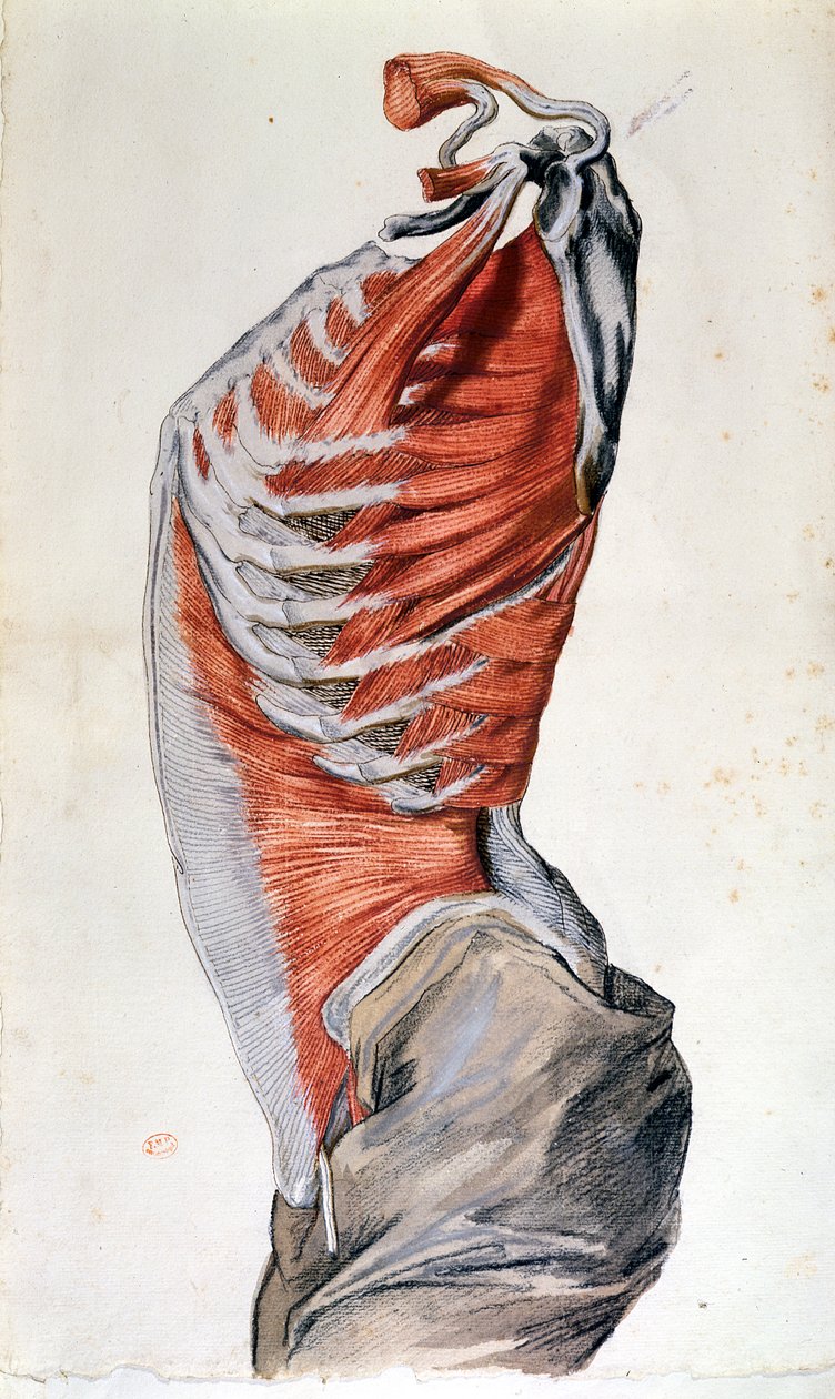 Anatomia do tronco, desenhada por um aluno (lápis colorido sobre papel) de French School