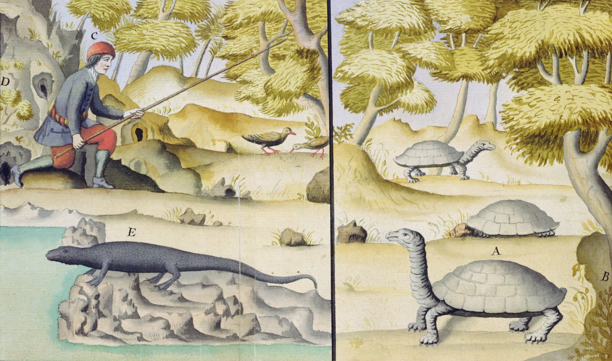 Animais encontrados nas Ilhas Galápagos (wc no papel) de French School