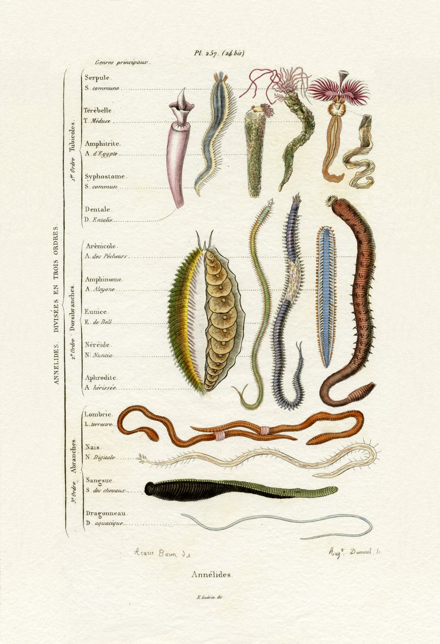 Annelids, 1833-39 de French School