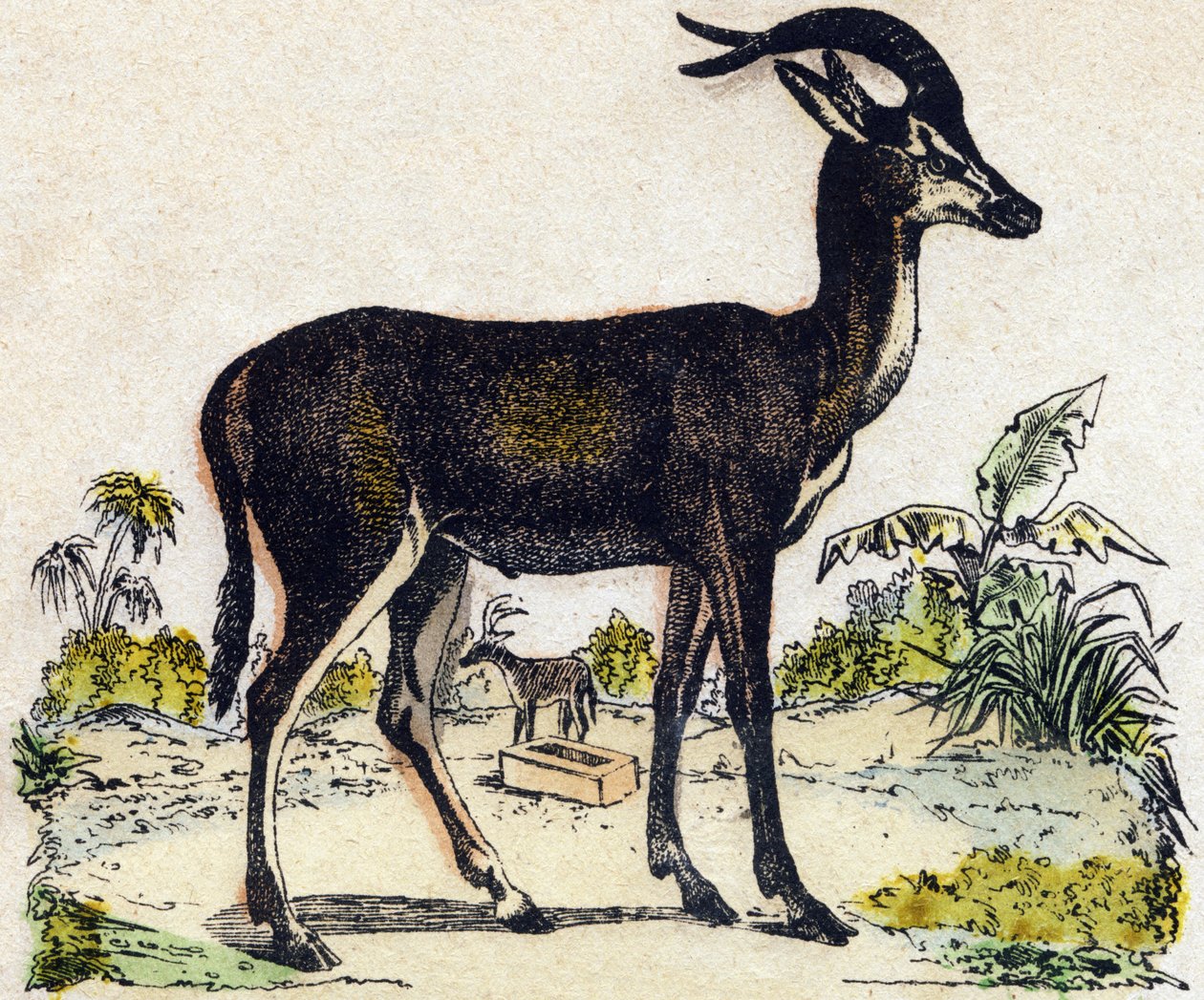 Antílope. Gravura em "Alfabeto dos animaux sauvages". 9ª Série. Imagem de Epinal, Pellerin, impressora-editora, cerca de 1870. Gravura em madeira, stencilada. 16 páginas. Dimensões: 20 x 15 cm. Coleção Particular de French School
