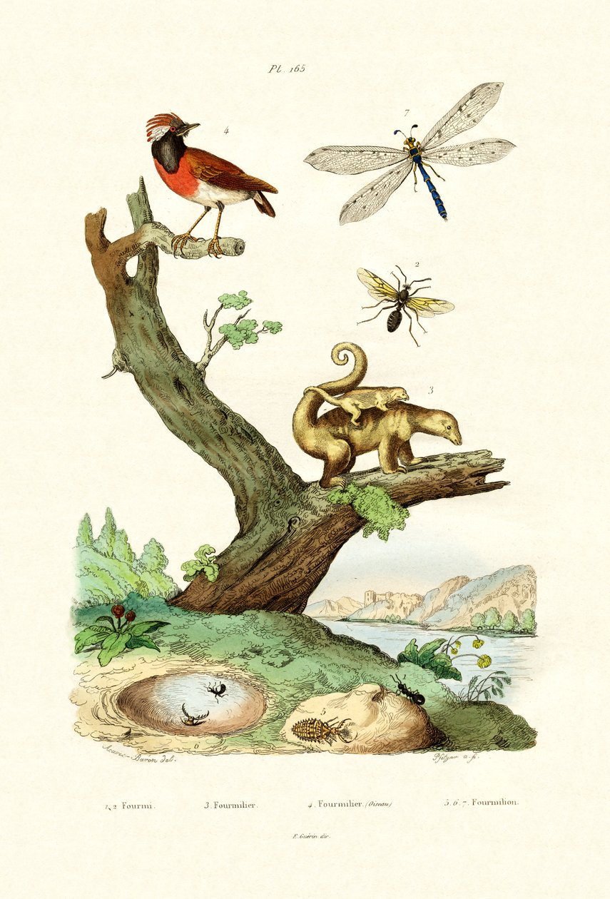 Formigas, 1833-39 de French School