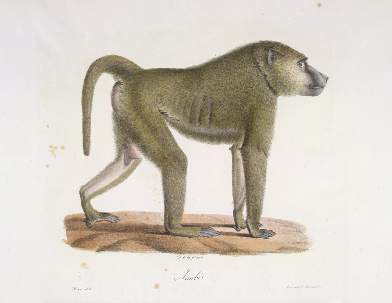 Anúbis. Um babuíno, da História Natural dos Mamíferos (lito colorido) de French School