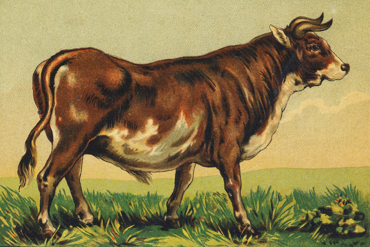 B as Beef de French School