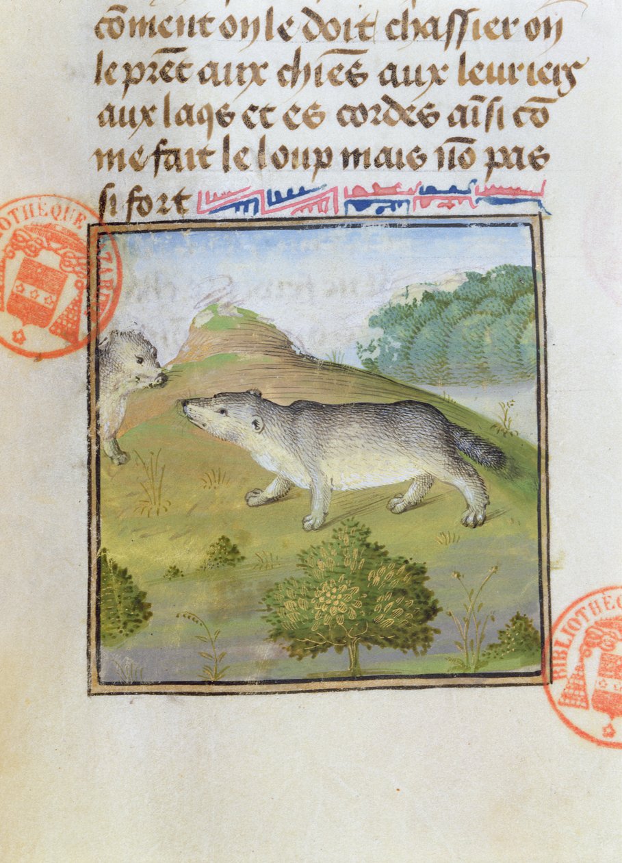Texugos, do Livro de Caça de Gaston Phebus de Foix (1331-91) de French School