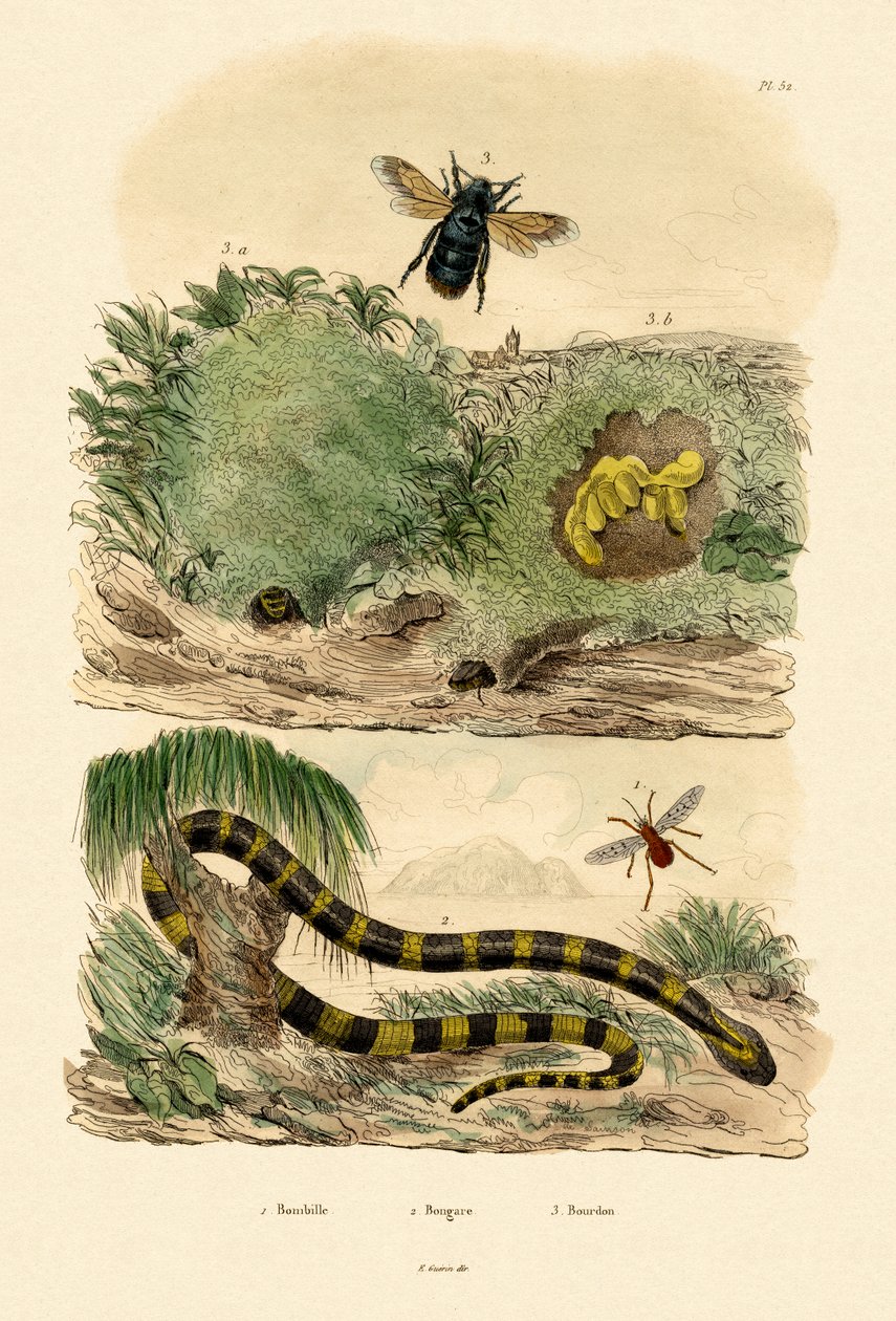 Banded Krait, 1833-39 de French School