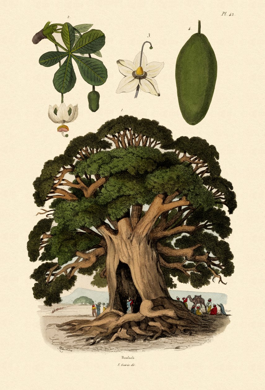 Baobá, 1833-39 de French School