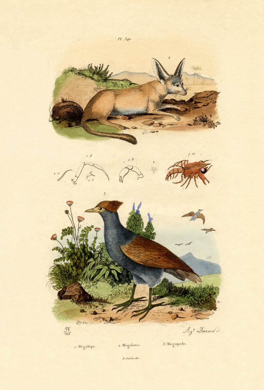 Raposa com orelhas de morcego, 1833-39 de French School