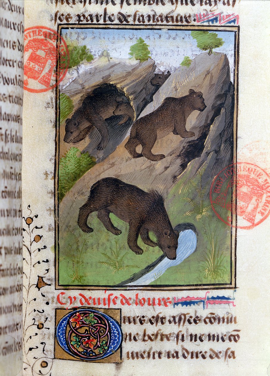 Ursos, do livro de caça por Gaston Phebus de French School