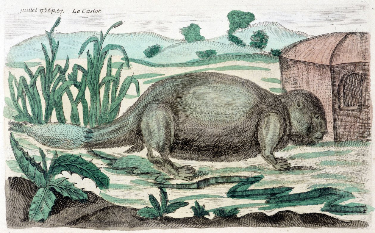 Castor. Ilustração de M. Toussaint (1756) em "Observações Periódicas sobre a Física, a História Natural e as Artes". de French School