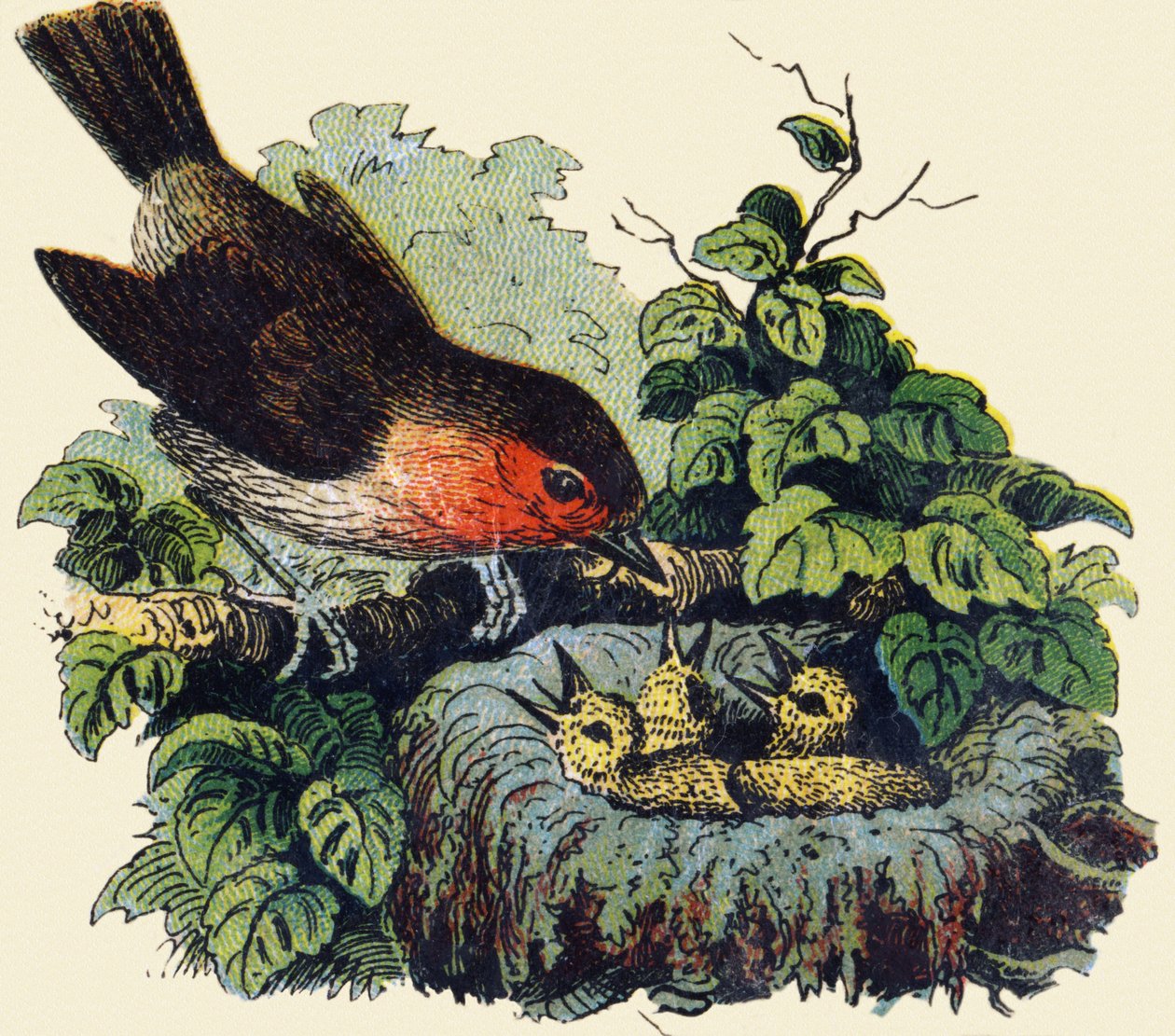 Pássaros e filhotes num ninho. Gravura em "ABC indechirable sobre tela envernizada". A. Capendu, editor, Paris, final do século XIX. Livraria infantil ilustrada. 8 páginas. Dim: 21,5x18cm . de French School