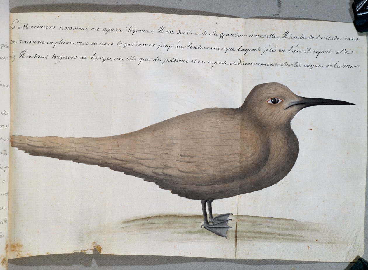 Pássaro chamado Foyroux (Tern), Cabo Frio, Brasil, aguarela do livro de registro de Jacques Gouin de Beauchesne (1652-1730), capitão da Compagnie royale de la Mer du Sud, de 1698 a 1701, França de French School