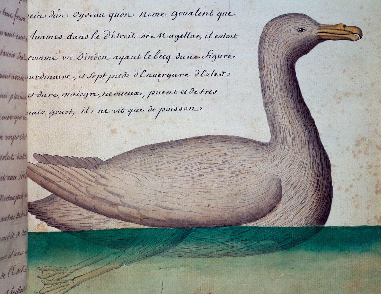 Ave chamada Goualent, Estreito de Magalhães, aguarela do livro de bordo de Jacques Gouin de Beauchesne (1652-1730), capitão da Compagnie royale de la Mer du Sud, de 1698 a 1701, França de French School