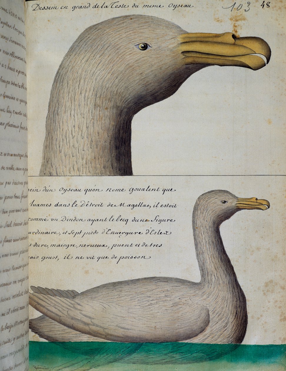 Pássaro do Estreito de Magalhães, aguarela do livro de bordo de Jacques Gouin de Beauchesne (1652-1730), capitão da Compagnie royale de la Mer du Sud, de 1698 a 1701, França de French School