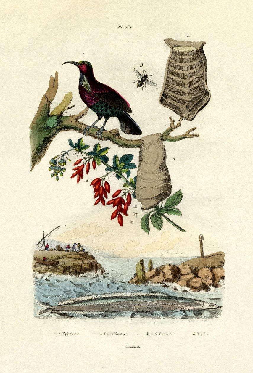 Ave do Paraíso, 1833-39 de French School