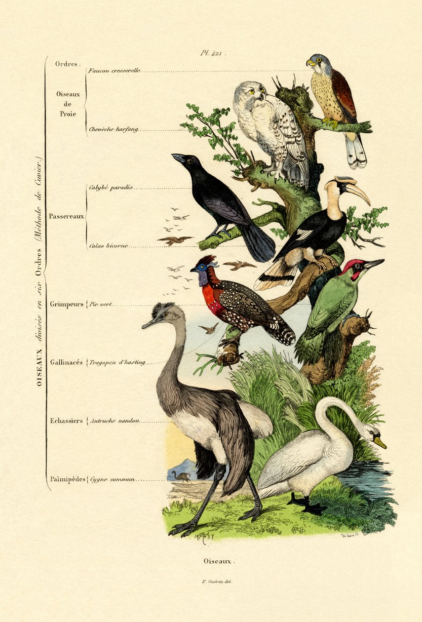Aves, 1833-39 de French School