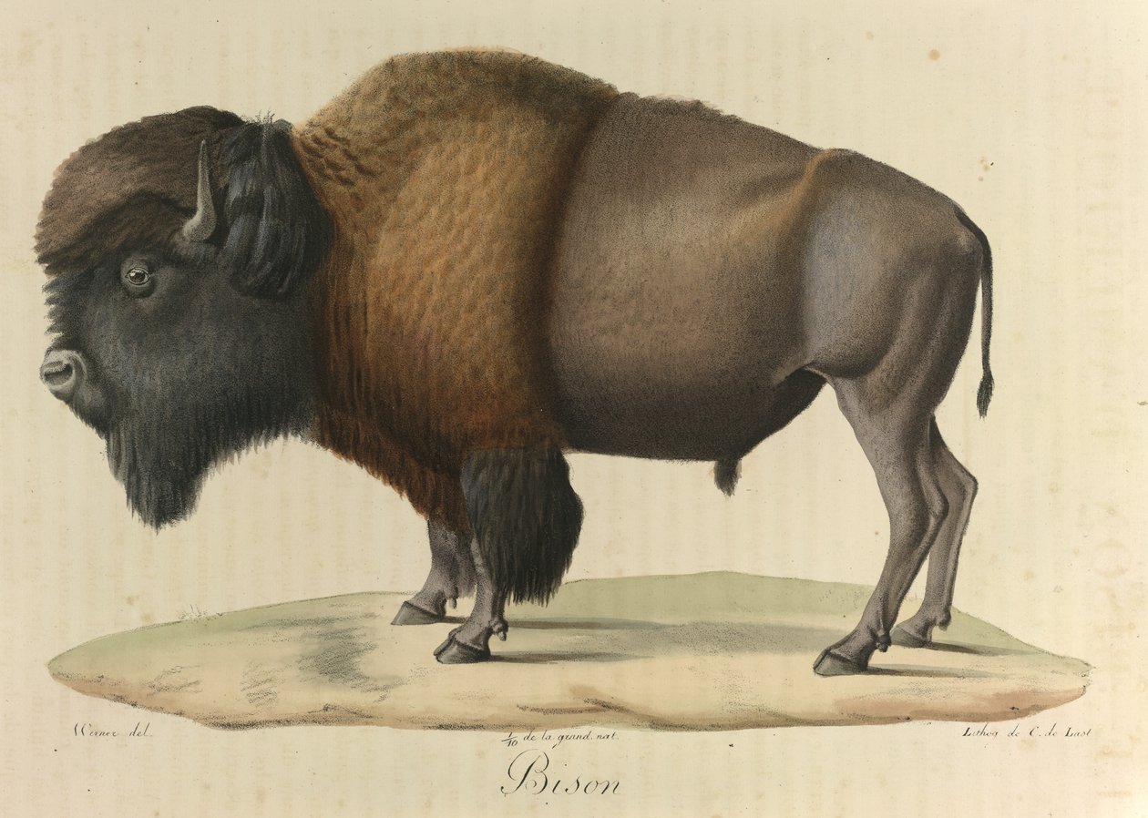 Bisão, de "História Natural dos Mamíferos" (cor litho) de French School