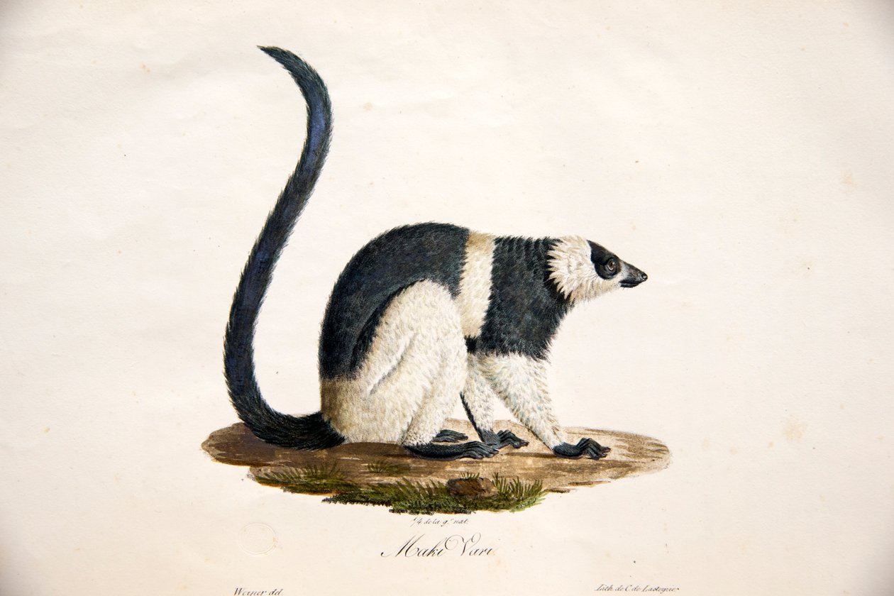 O lêmure ruffed preto-e-branco, da história natural dos mamíferos, com figuras originais, por Étienne Geoffroy Saint-Hilaire & Frédéric Cuvier, 1824-42 de French School
