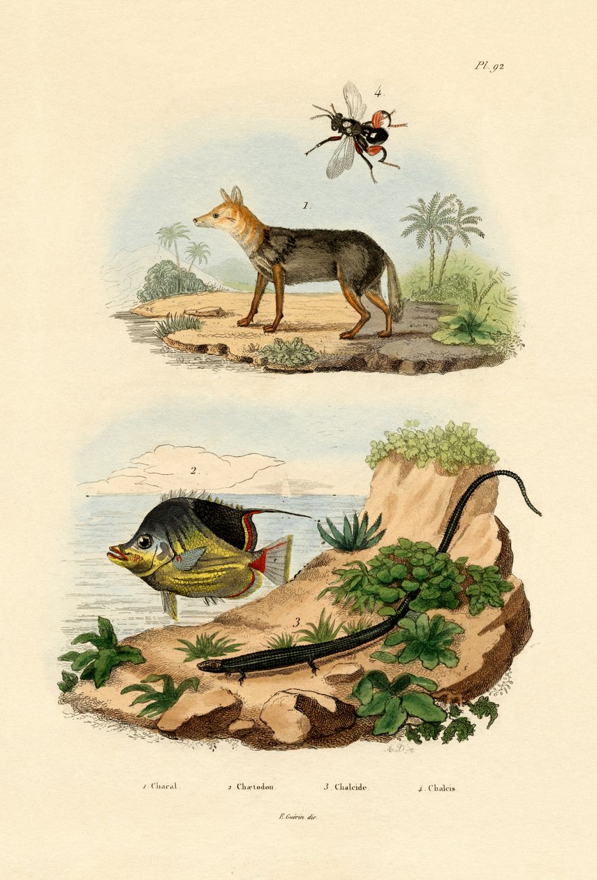Chacal com o dorso negro, 1833-39 de French School