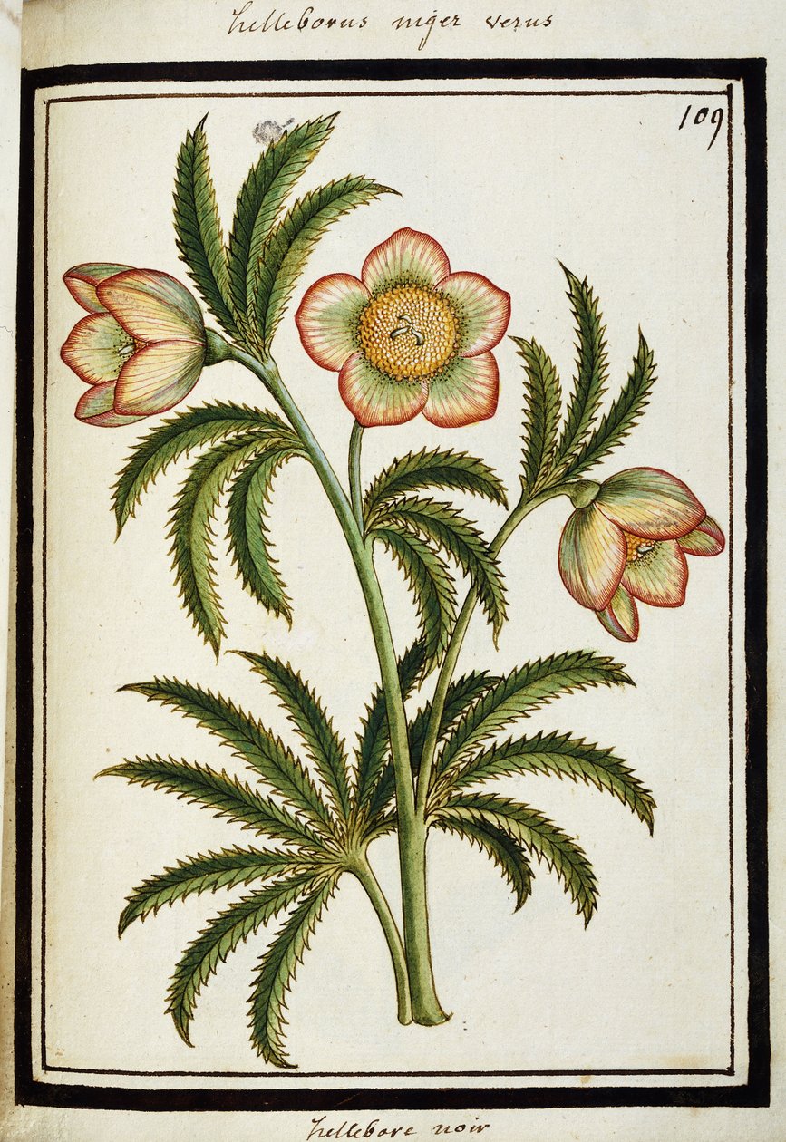 Heléboro preto, c.1700 de French School