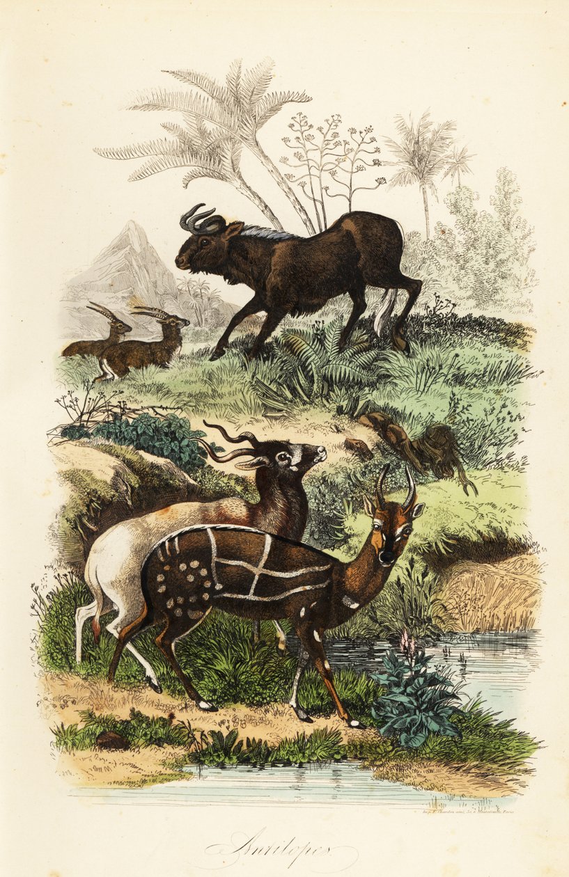 Gnu preto, Connochaetes gnou, addax ou antílope gnochaetes criticamente ameaçado, Addax nasomaculatus, e bushbuck ou kewel, Tragelaphus scriptus de French School
