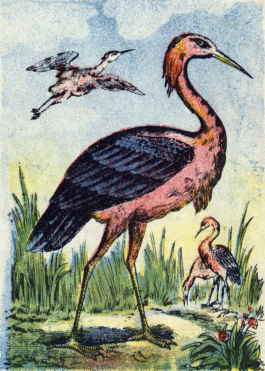 Garça-azul: ave águia que se alimenta de vermes e répteis. Vive nos Estados Unidos e nas Caraíbas. Gravura em "Alphabet des oiseaux"". Imagens de Pont-a-Mousson, Marcel e/ou Louis Vagne, impressor-editor, finais do século XIX. 16 páginas. Dim: 20,5 x 14 c de French School