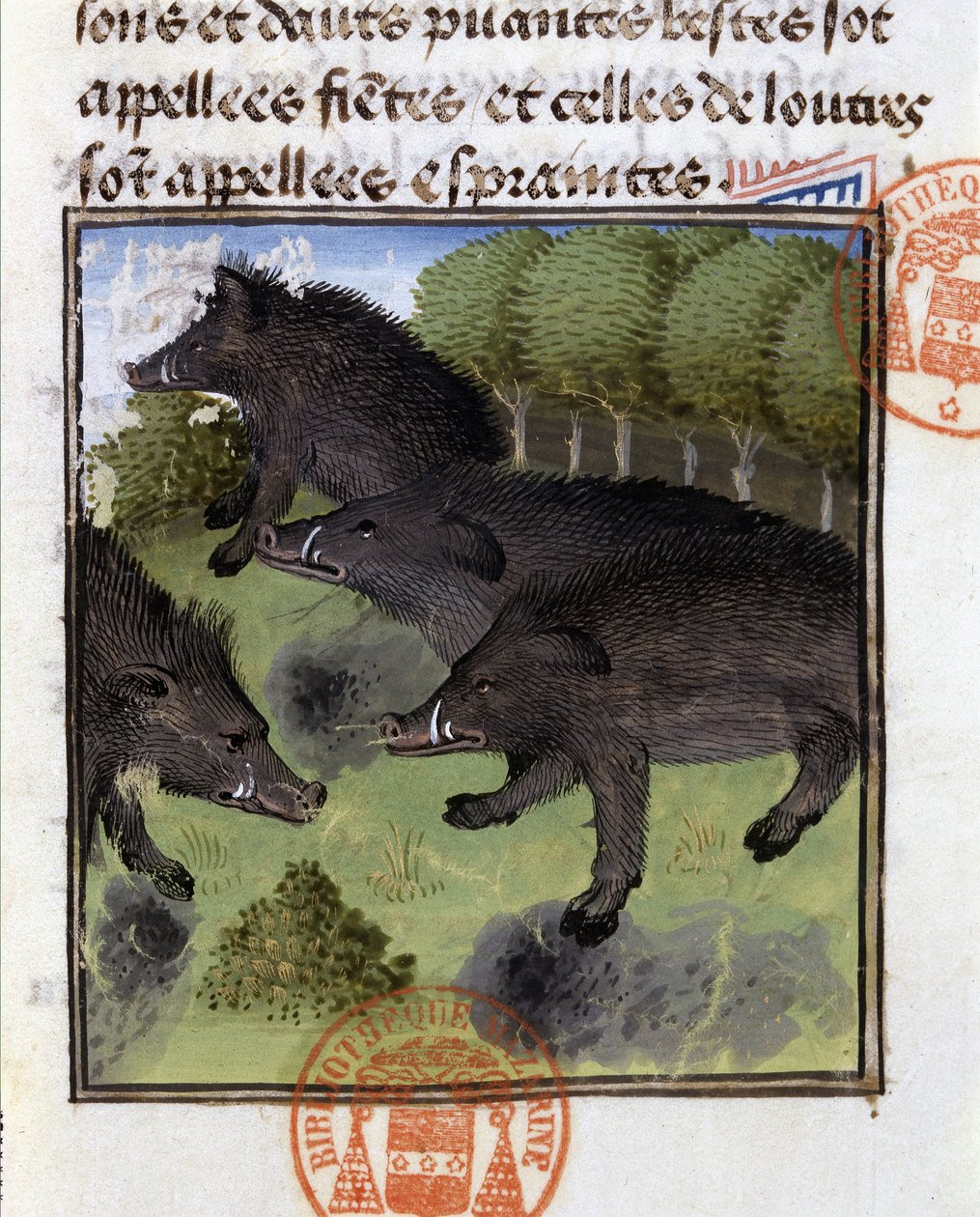 Javalis - no "Livro de Caça de Gaston Phoebus, Conde de Foix, Senhor de Béarn". de French School